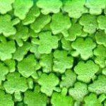 shamrockconfetti